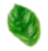 leaf-5