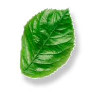 leaf-8